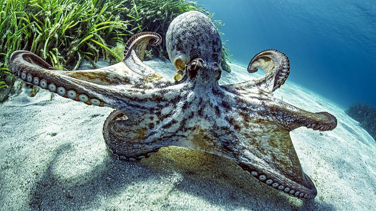 Injured Octopus Grows Two Arms From One, Scientists Study Remarkable Regeneration