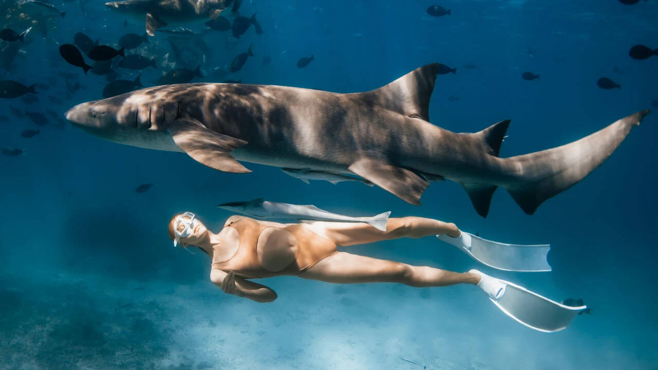 Shark ecotourism boosts conservation efforts by 40 percent