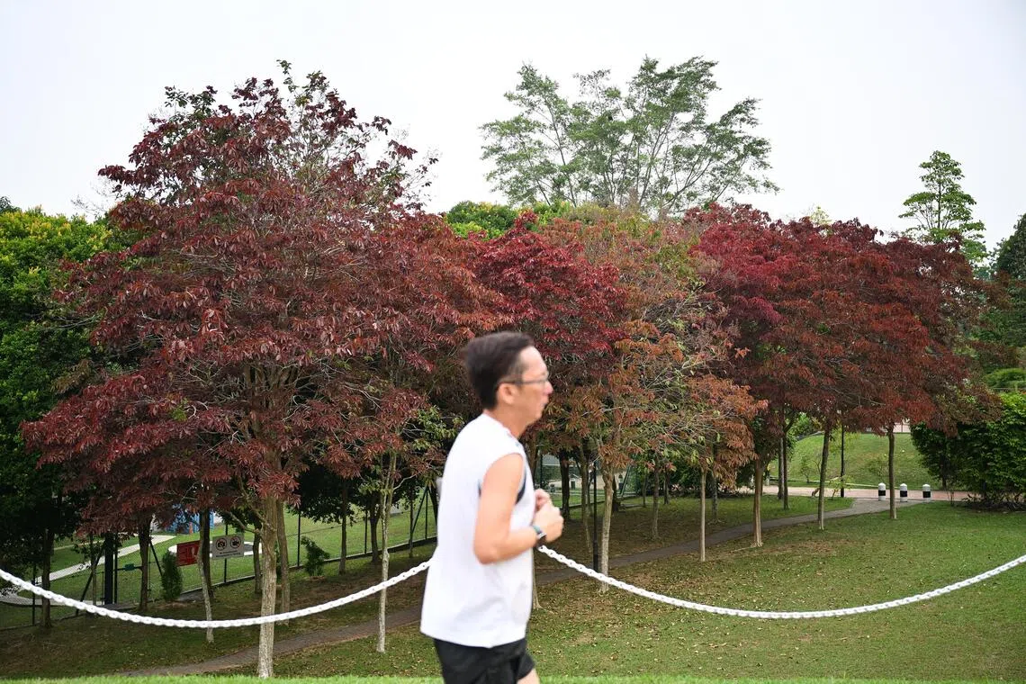 Malayan Crape Myrtles display seasonal colours as weather shifts