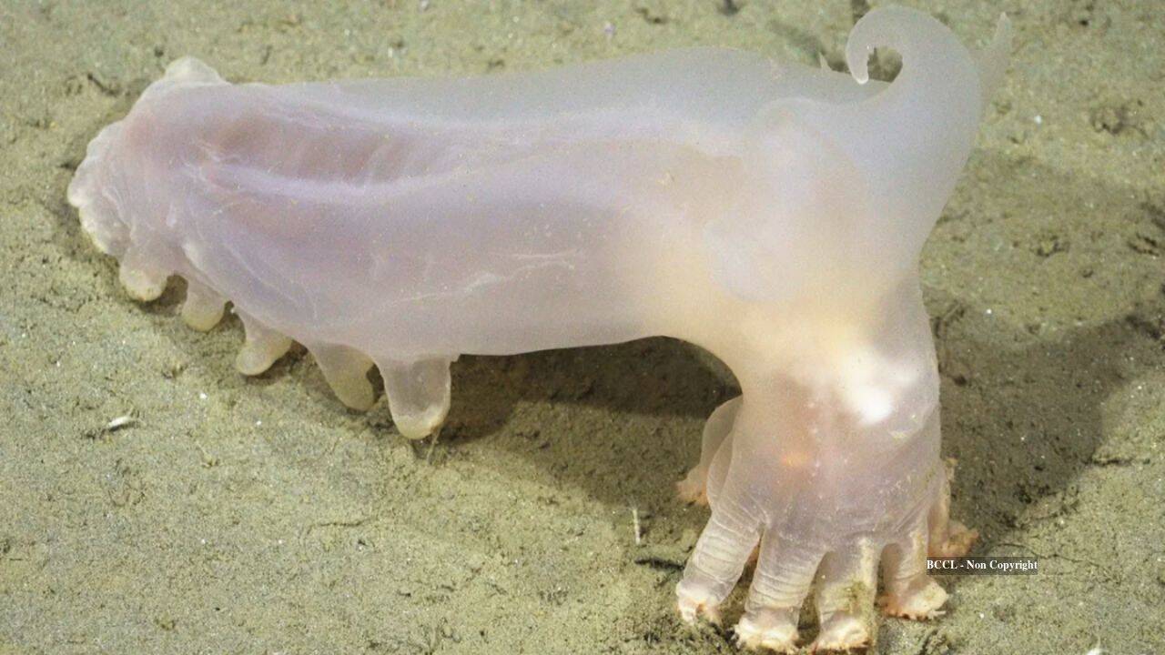 Scientists discover 57 deep-sea species off Argentina's coast