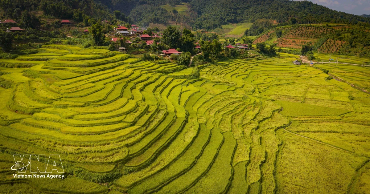 Dien Bien's Chieng Sinh Valley Turns Golden as Rice Harvest Nears