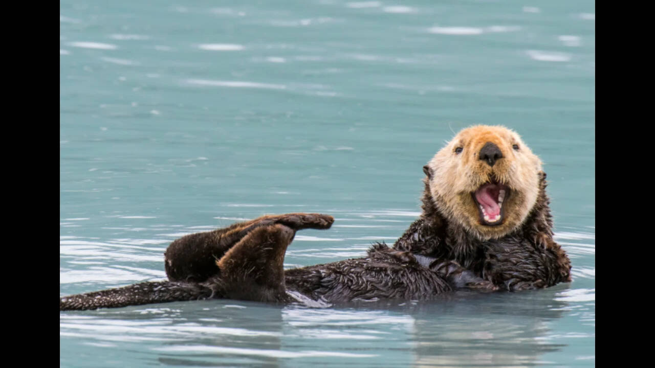 Sea otter revival transforms California estuary ecosystem, study finds