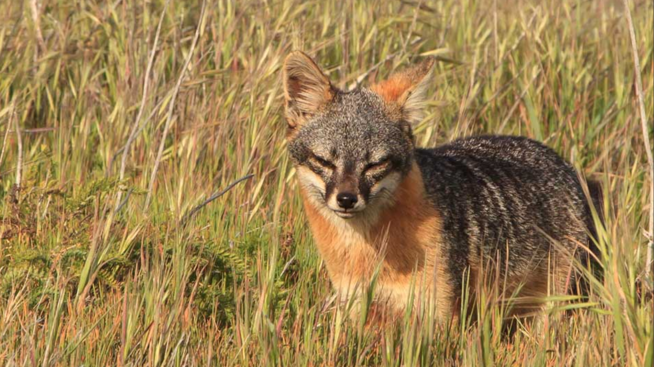 California island foxes recover from brink of extinction after decades of effort