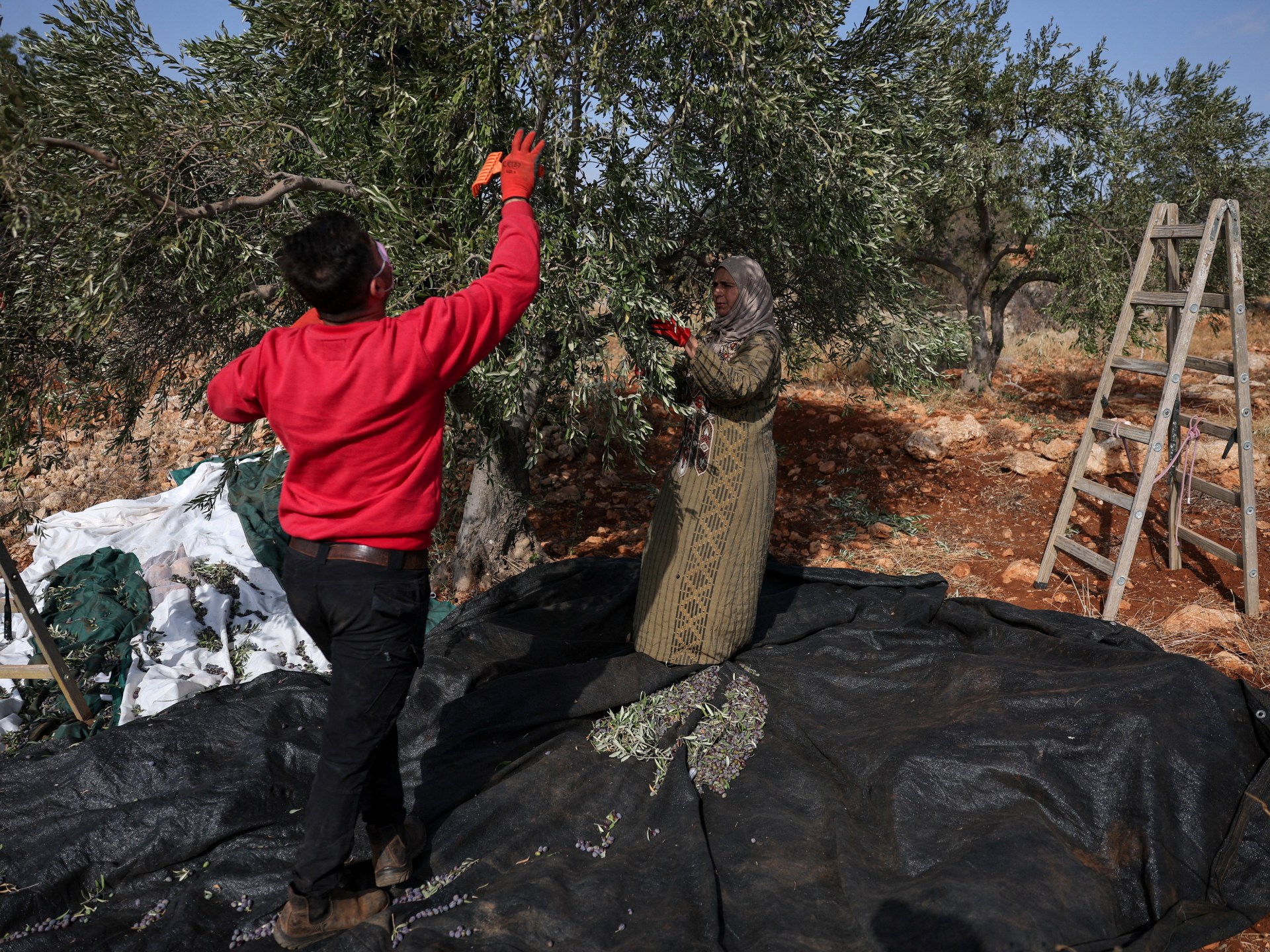 Settler violence disrupts Palestinian olive harvest in West Bank