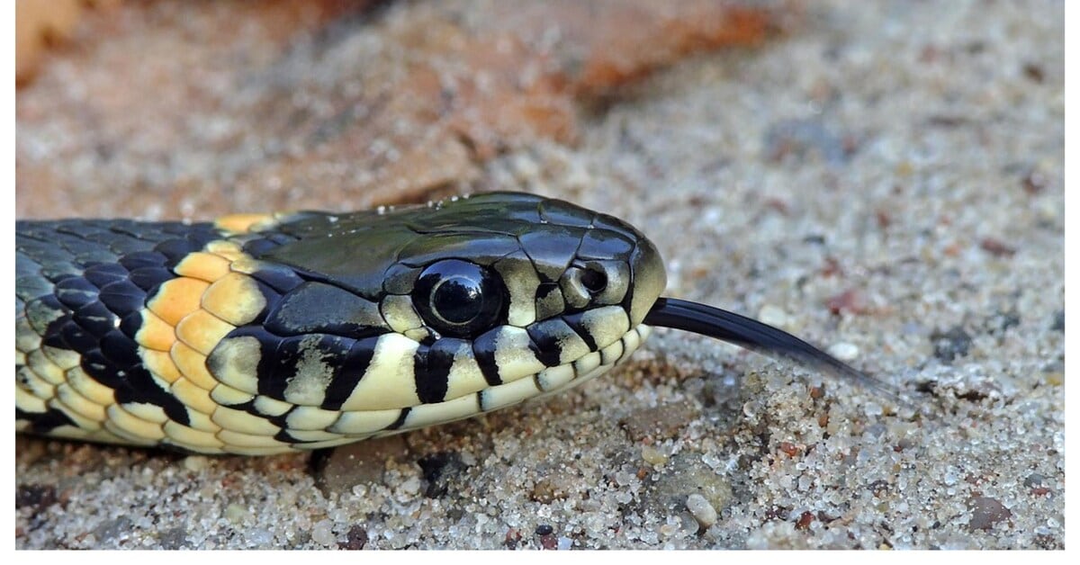 Maharashtra Makes Snakebite a Notifiable Disease After Student Deaths