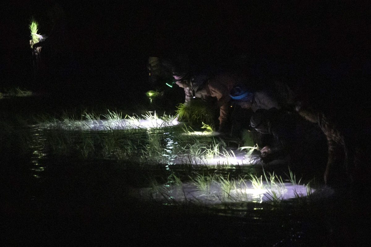 Myanmar junta's AI farming ambitions face gap with farmer realities