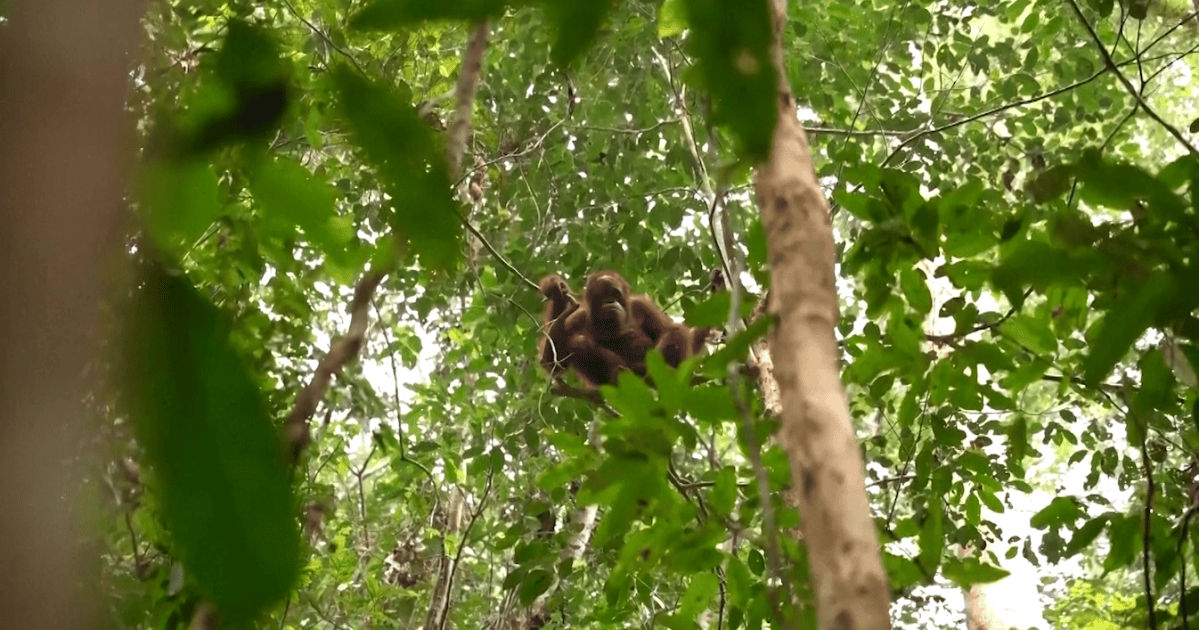 Eight orangutans relocated to protected forest after Indonesia wildfires