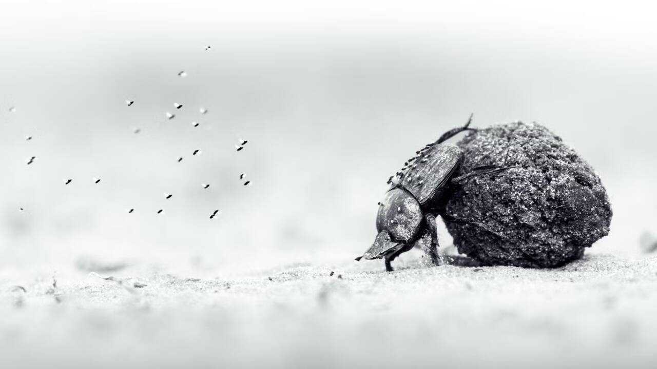Teenager wins prestigious Wildlife Photographer of the Year award