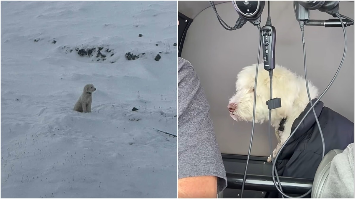 Dog survives 50 hours lost in Alaskan snow; Apple AirTag aids rescue