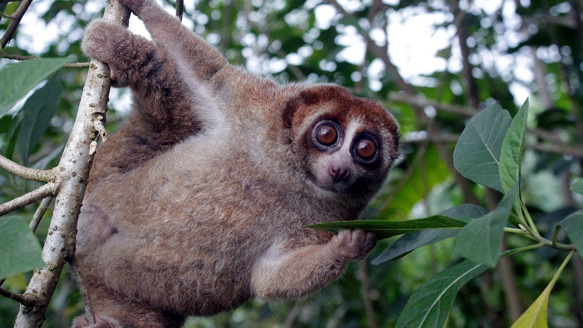 Rare Bangka slow loris rediscovered after 90 years in Indonesia