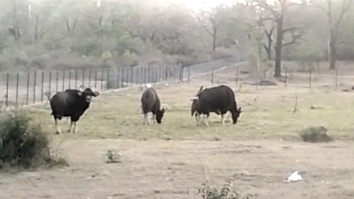 Army jawan killed in bison attack at Madhya Pradesh hill station
