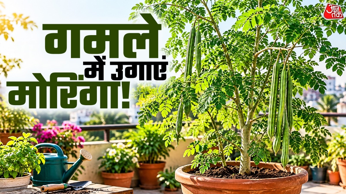 Guide to Growing Nutrient-Rich Moringa Plants at Home