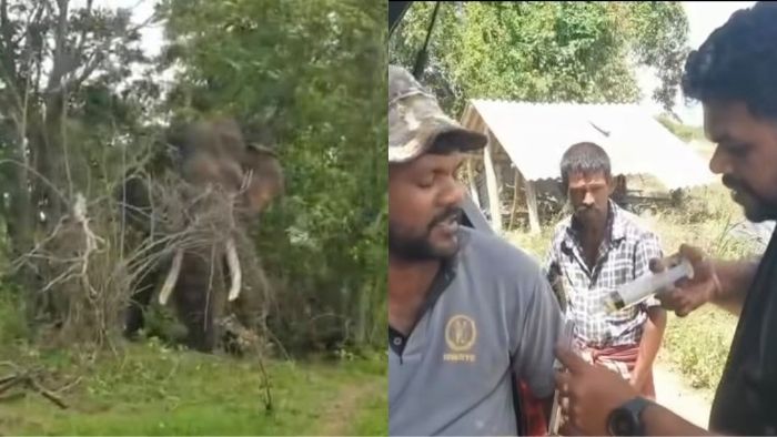 Injured tusker Kawanthissa continues antibiotic treatment in Siyambalangamuwa