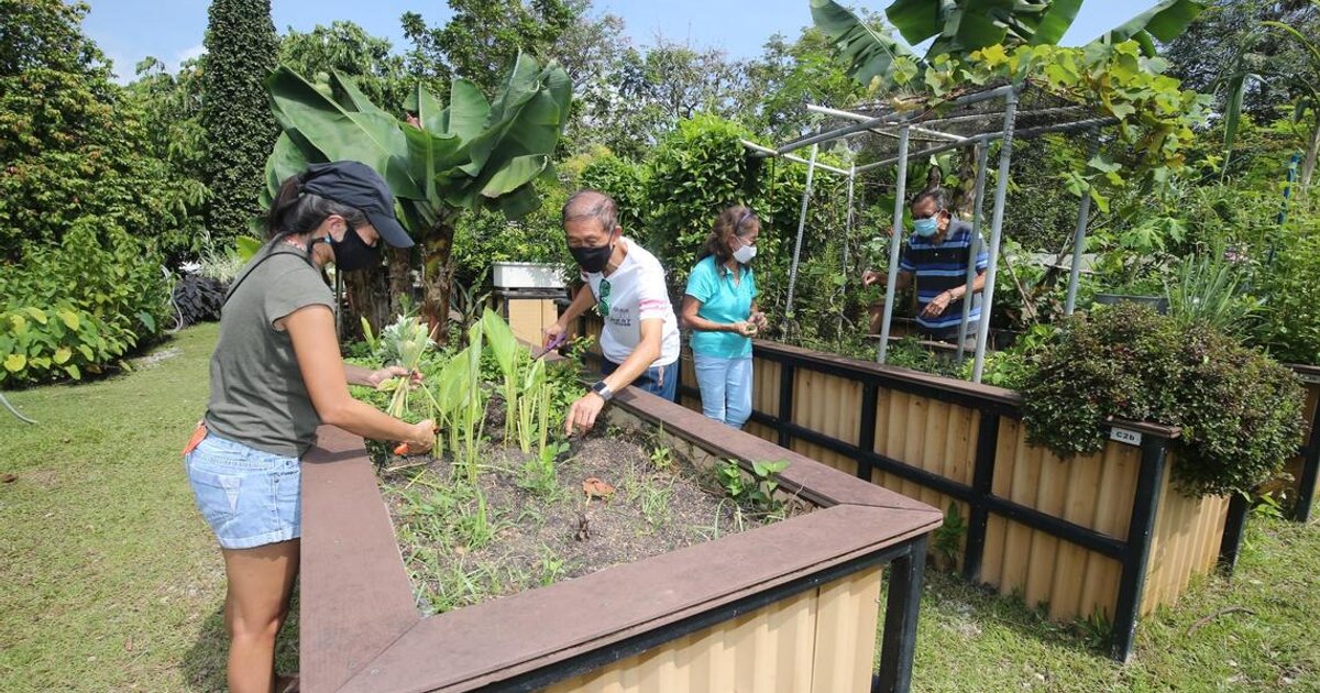 Singapore opens 500 new allotment garden plots for public applications