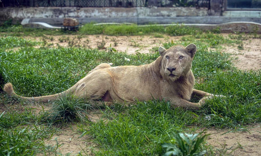 Last rare white lion at Saigon Zoo dies at 18