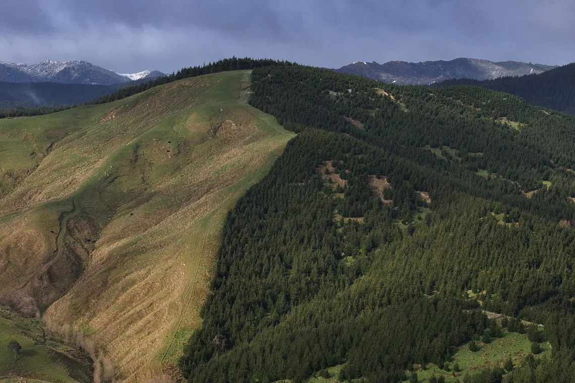 Carbon credits driving farmland conversion across New Zealand