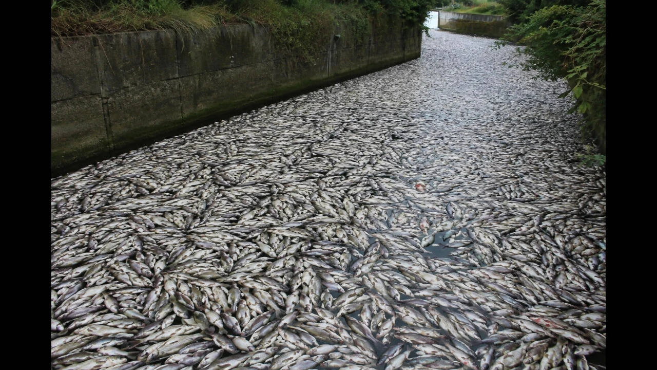 Toxic algae bloom kills fish in Polish canal, echoing 2022 disaster