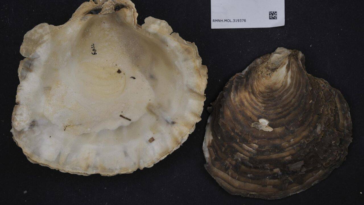 Australian Students Dive Deep to Restore Damaged Oyster Reef Ecosystems