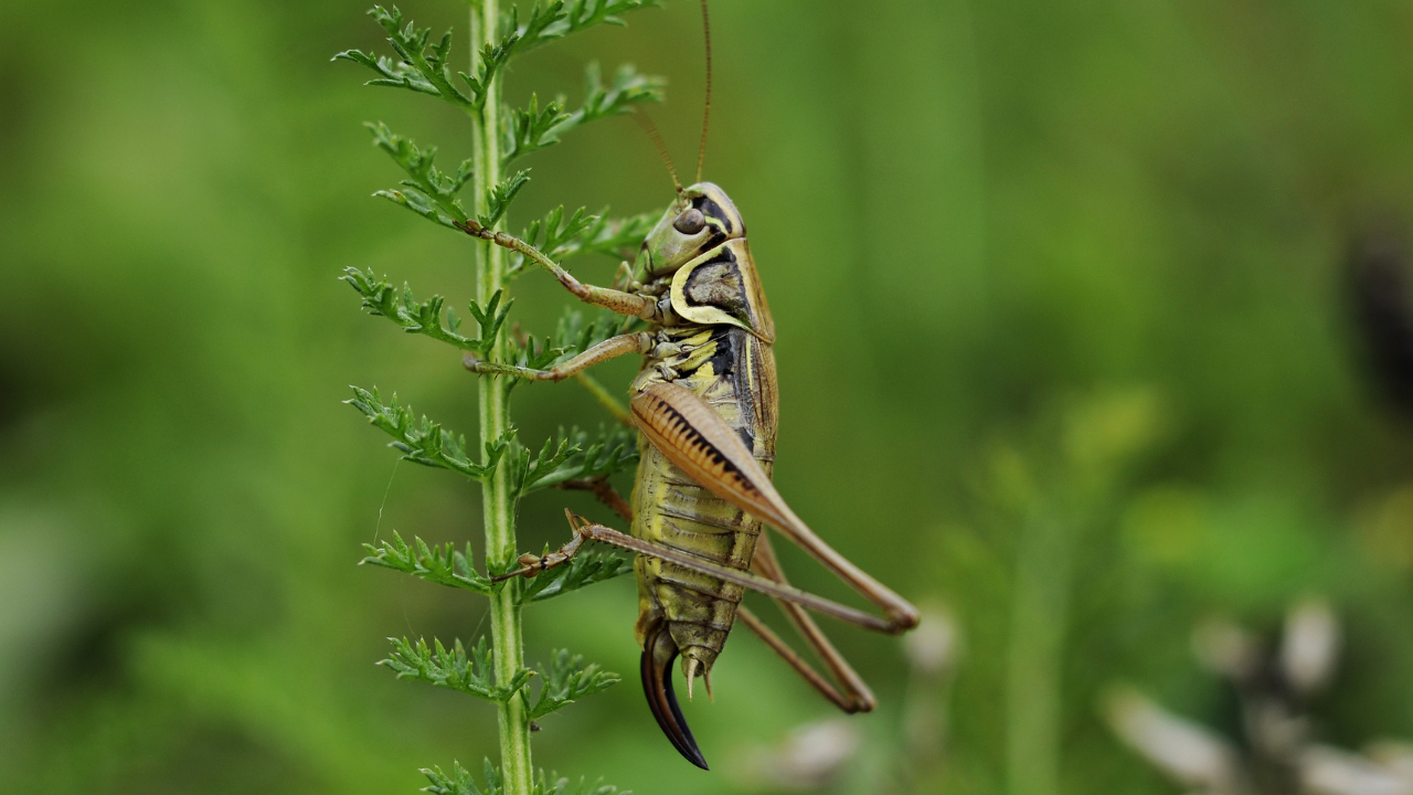 Space-raised cricket larvae mature faster than Earth counterparts, study shows
