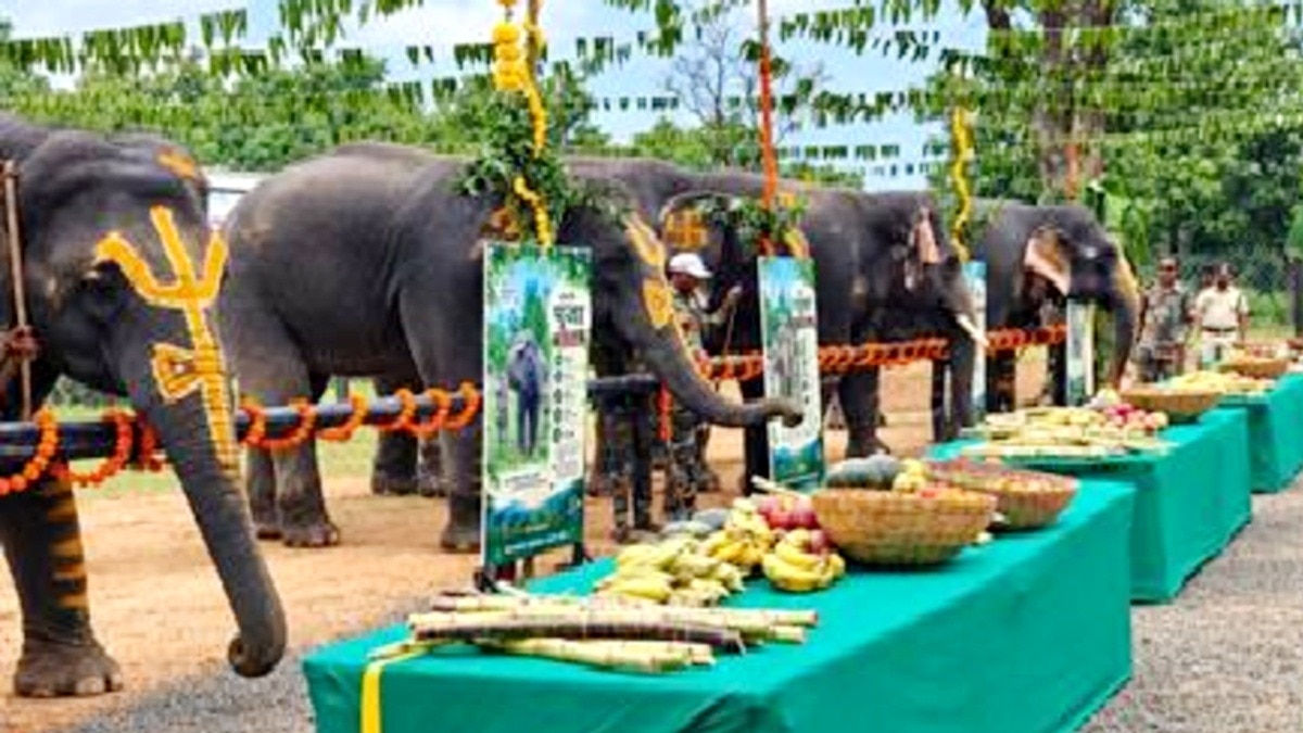 Satpura Reserve Launches Elephant Wellness Festival With Rest and Spa Treatments