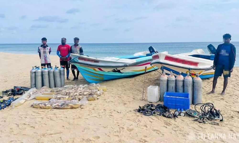 Navy seizes 1,400 illegally harvested sea cucumbers in northern waters