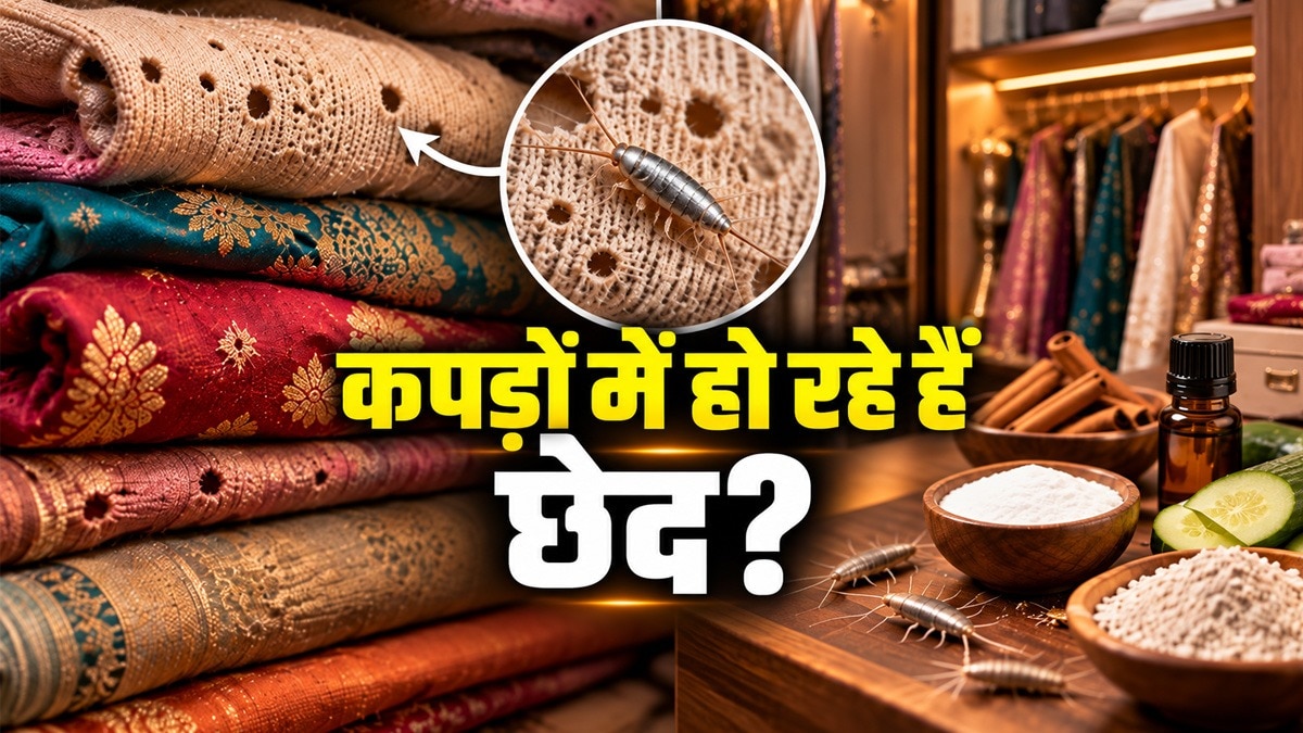 अलमारी में कपड़ों के छेद: सिल्वरफिश कीड़े हैं जिम्मेदार, जानें बचाव के तरीके