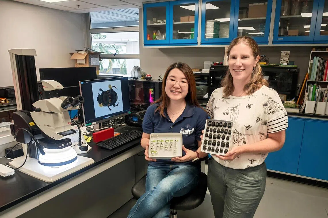 Dung beetles offer window into hidden wildlife at Central Catchment