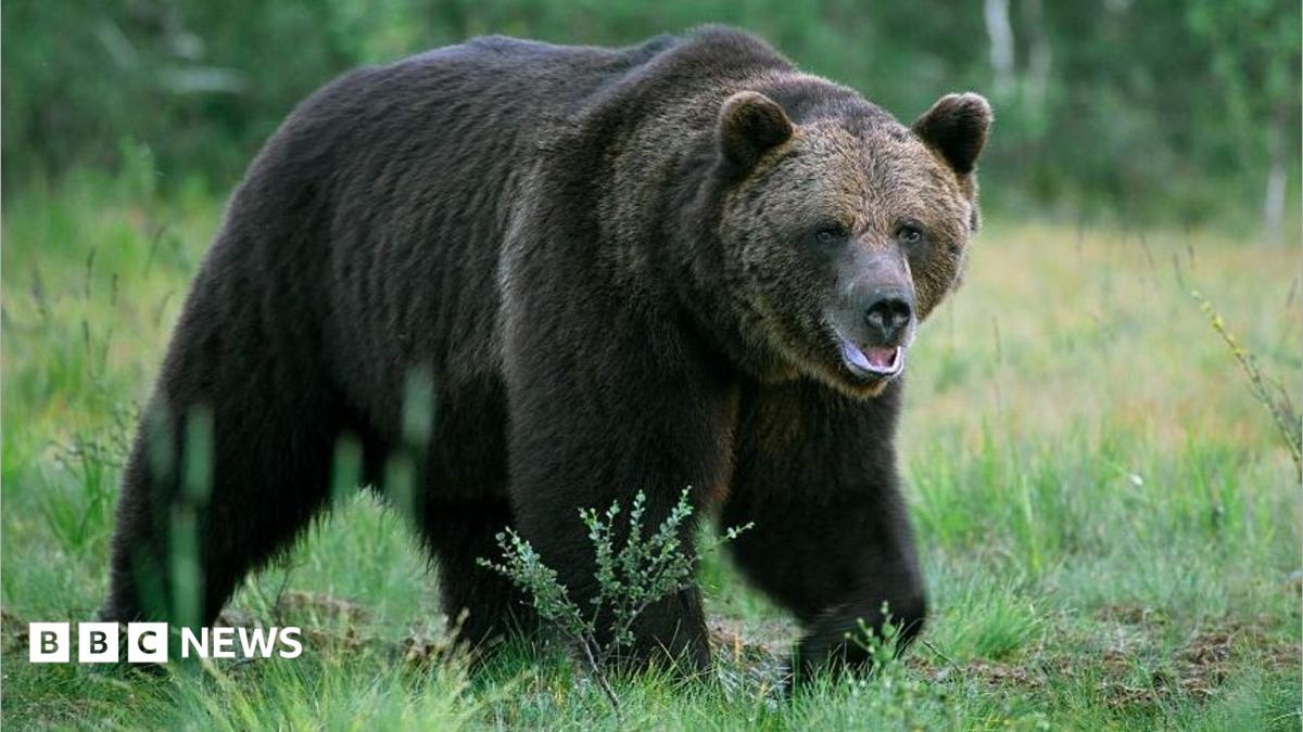 Bear mauls man to death in home near Ulaanbaatar