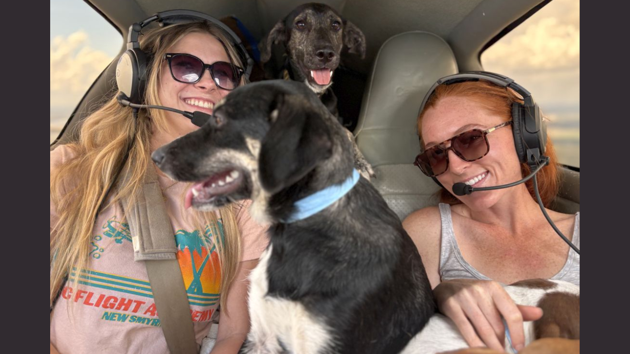 Volunteer pilots airlift thousands of shelter animals to new homes