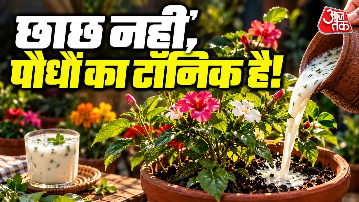 Buttermilk emerges as organic plant tonic for Indian home gardeners