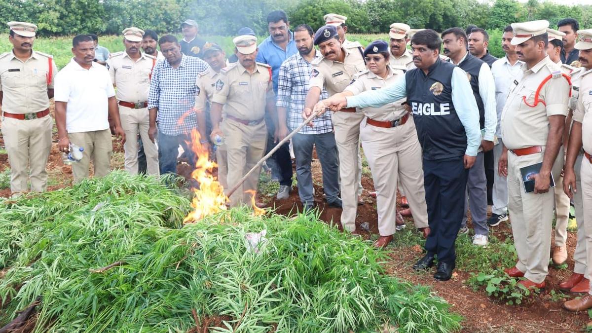 Andhra Pradesh police bust ganja operations, arrest six in Nellore