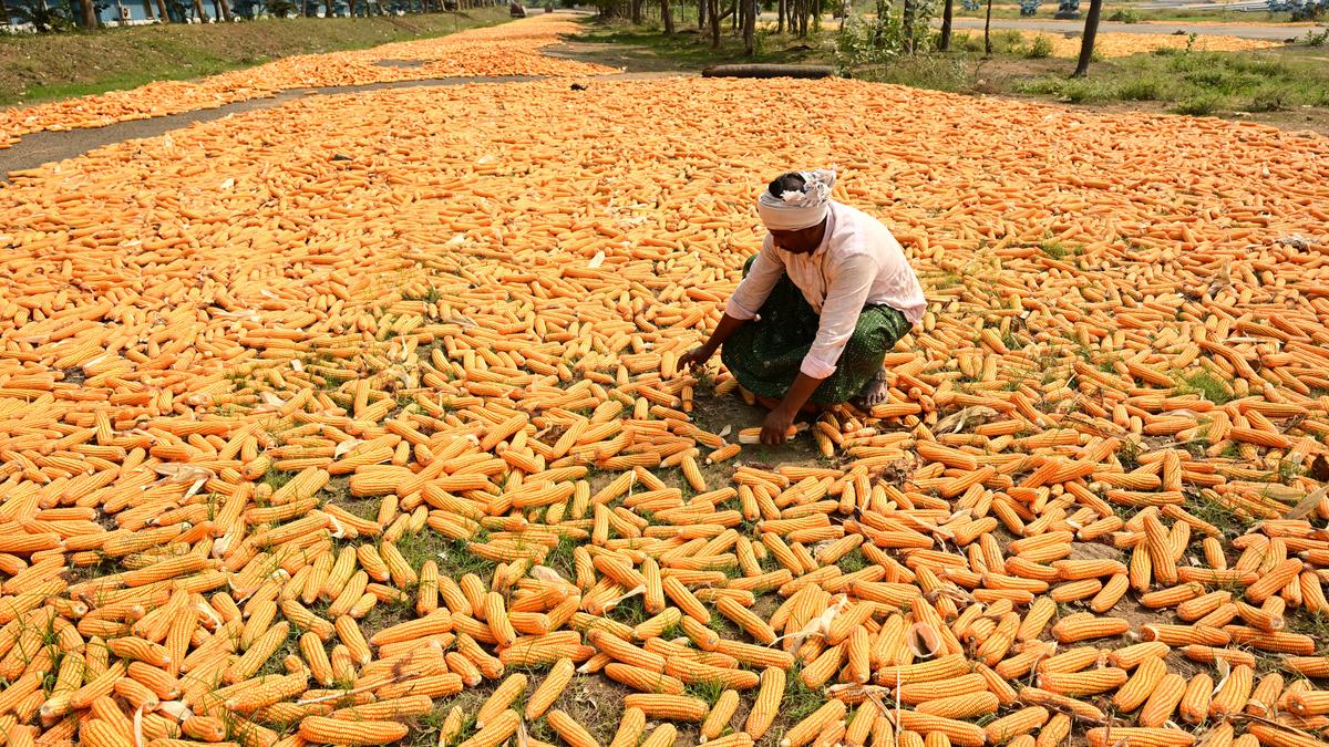 India faces ethanol dilemma as maize becomes key fuel blending source