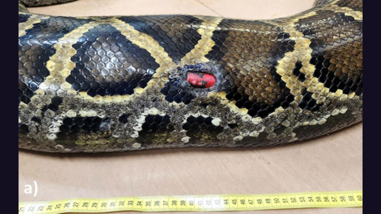Two decades of python tracking yields critical wildlife management insights