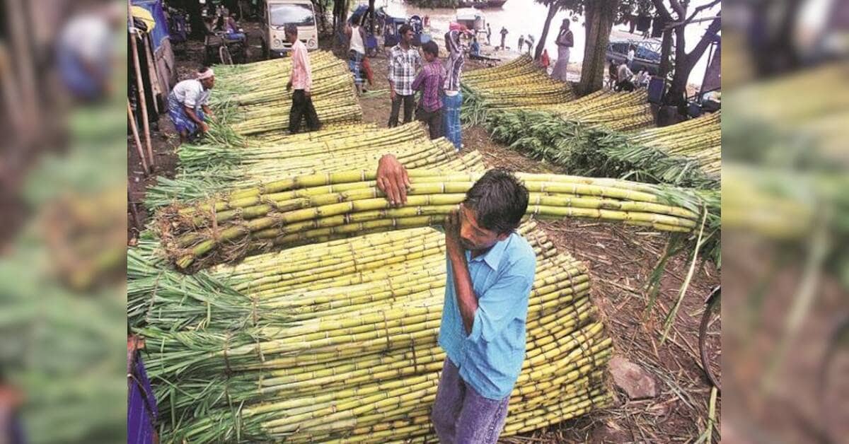 Centre forms panel to address sugarcane farmers' demands from Maharashtra, Karnataka