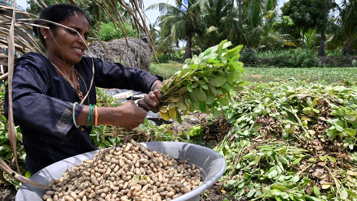 Maharashtra enacts law to recognise women as independent farmers