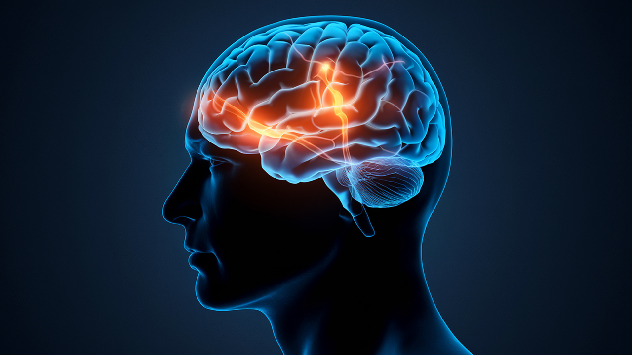 Scientists unlock 12,000-year mystery of preserved ancient brains