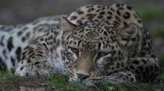 Dutch zookeeper killed in leopard attack at wildlife park