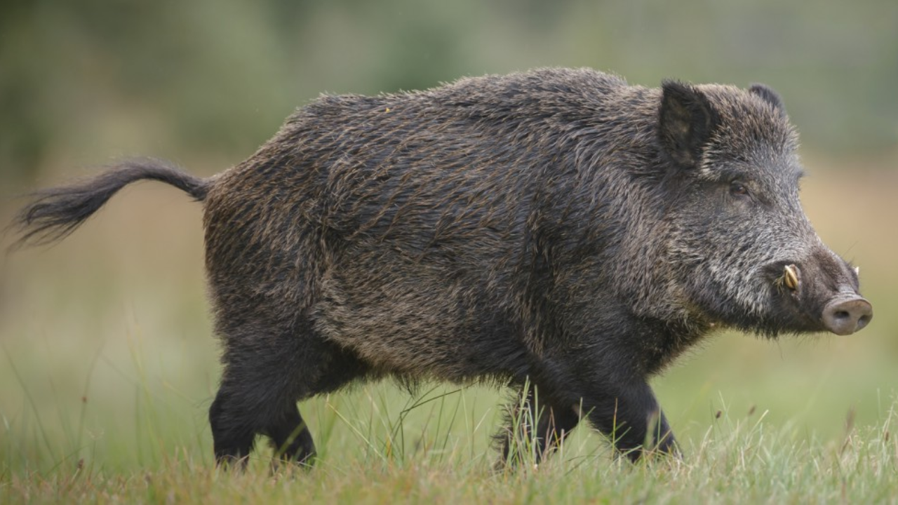 Century-old invasive boar problem threatens US national park ecosystems