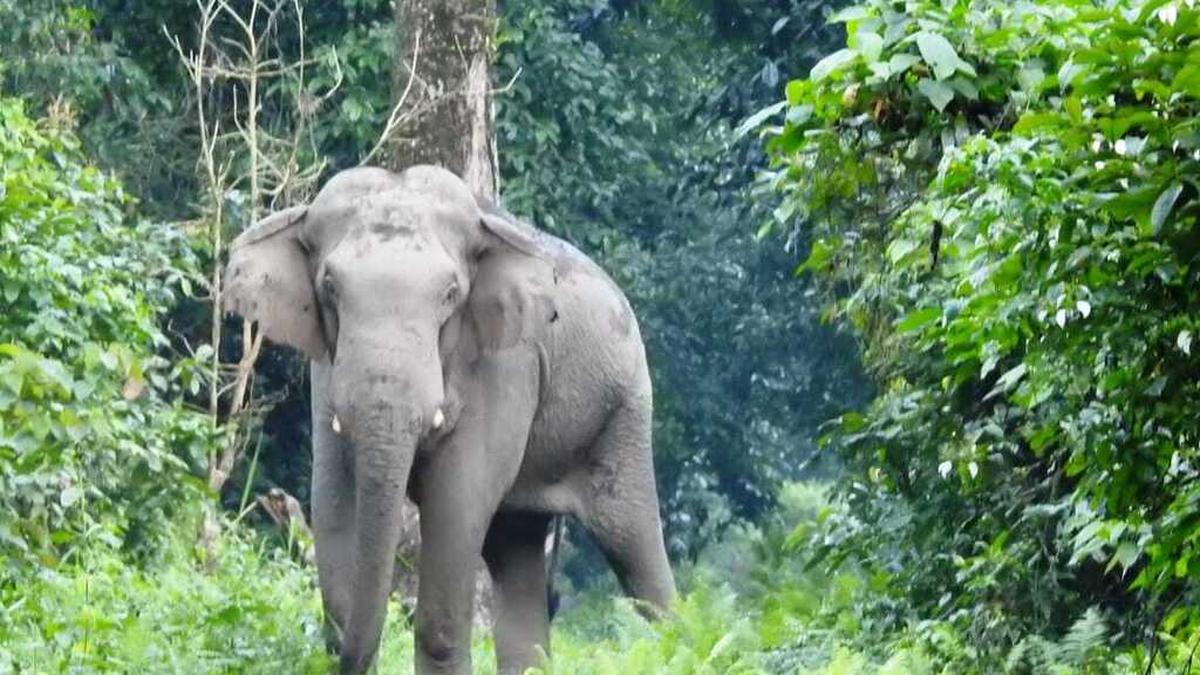 Guwahati students catalogue over 1,500 species in biodiversity survey