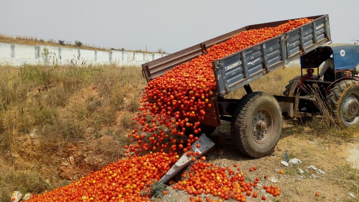 Rayalaseema farmers dread bumper crops as infrastructure gaps worsen distress sales