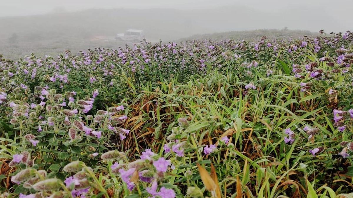 Unregulated tourism threatens fragile Western Ghats ecosystem in Karnataka