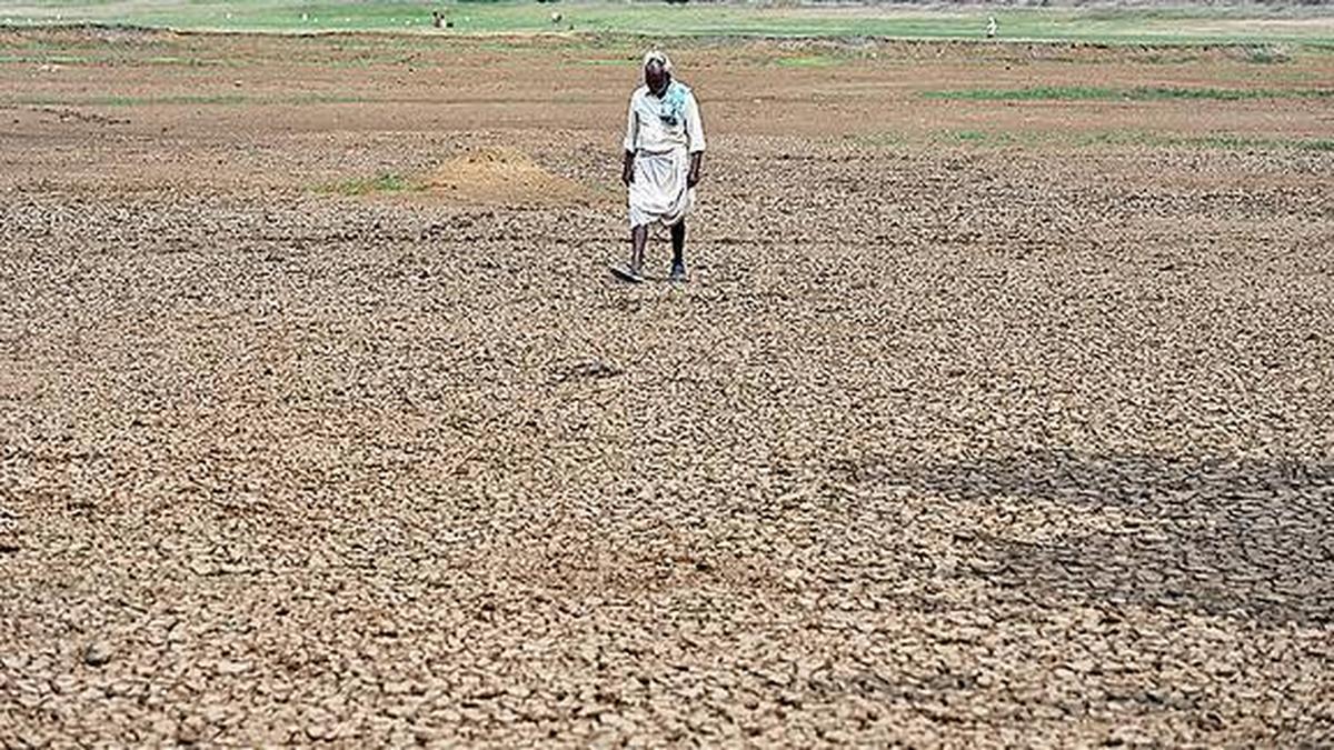 शिवमोग्गा में मानसून की कमी से मक्का और रागी की फसल को नुकसान