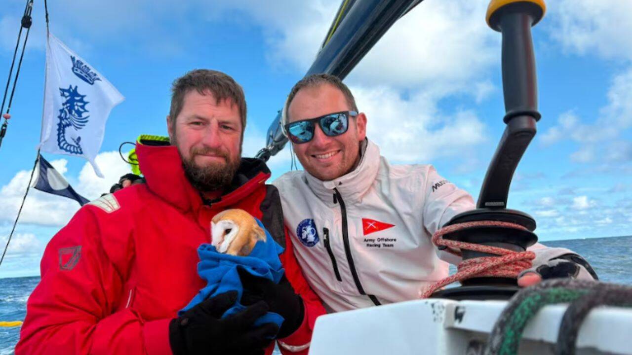 Exhausted barn owl rescued 70 nautical miles off British coast