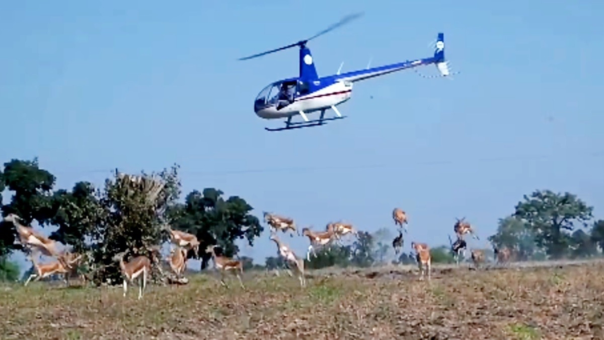 176 blackbucks relocated to Kuno National Park using South African technique