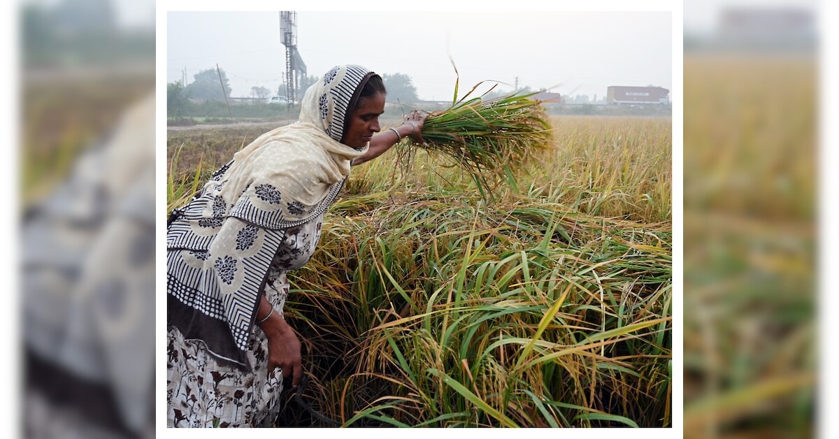 Closing gender gap in agriculture could unlock ₹2 trillion output boost