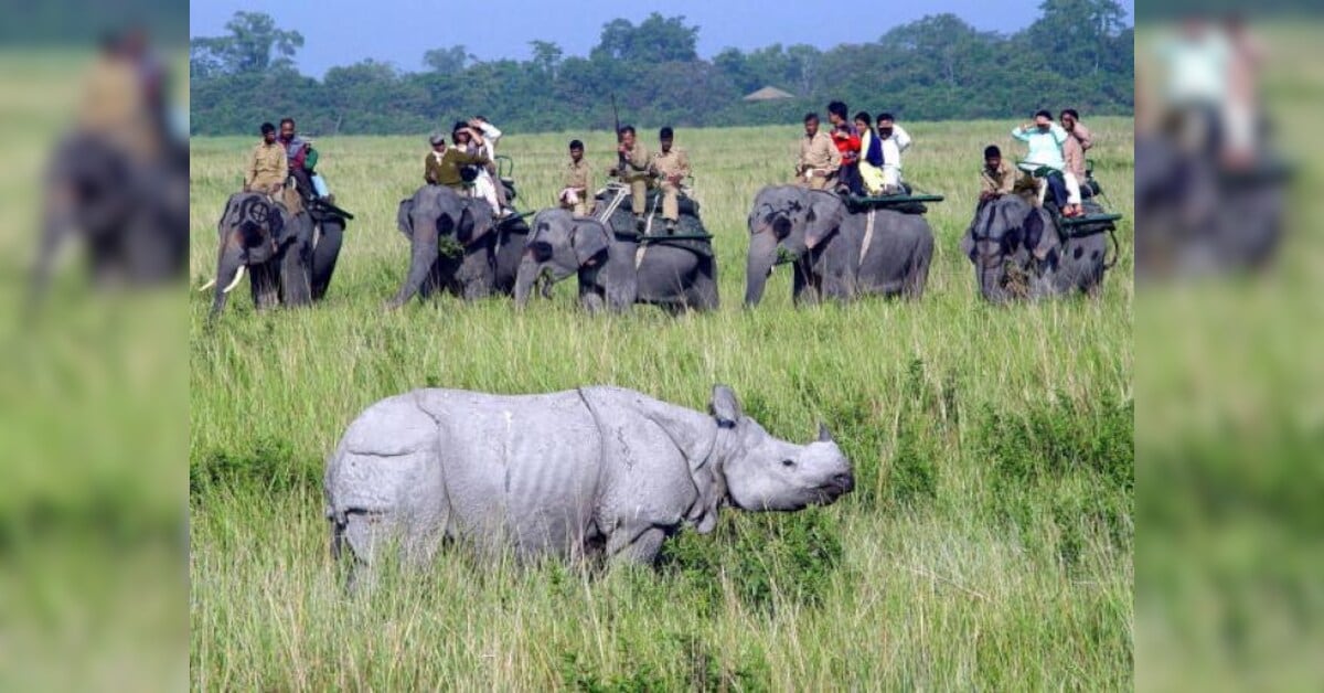 Kaziranga's One-Horned Rhinos Face Development Pressures