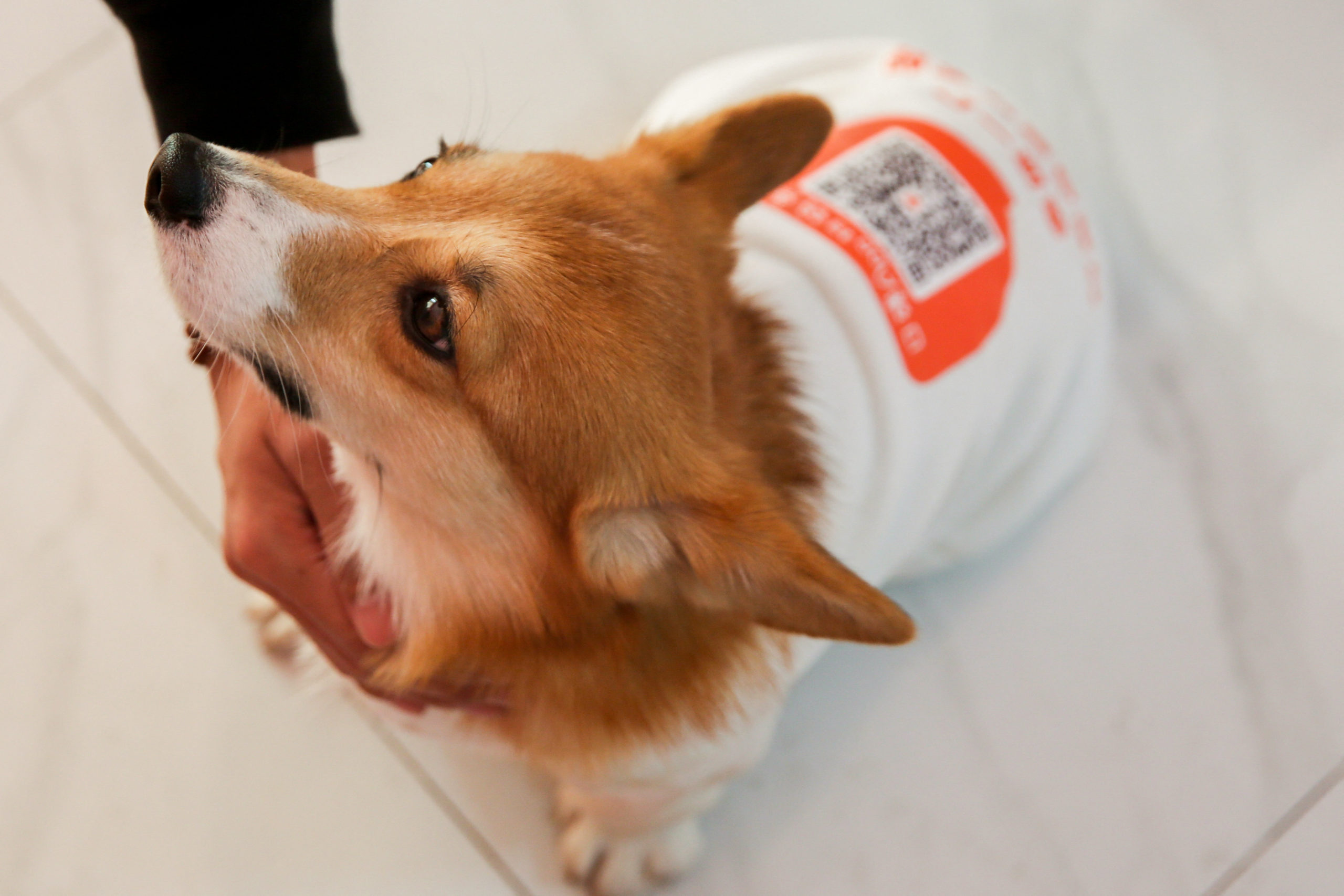 Lawmakers push animal protection bill after pets dumped in Bulacan