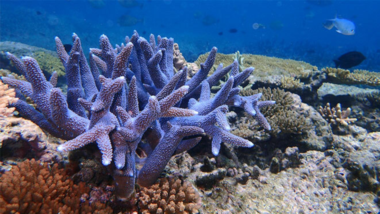 Hawaii's coral rescue programme offers hope for species survival