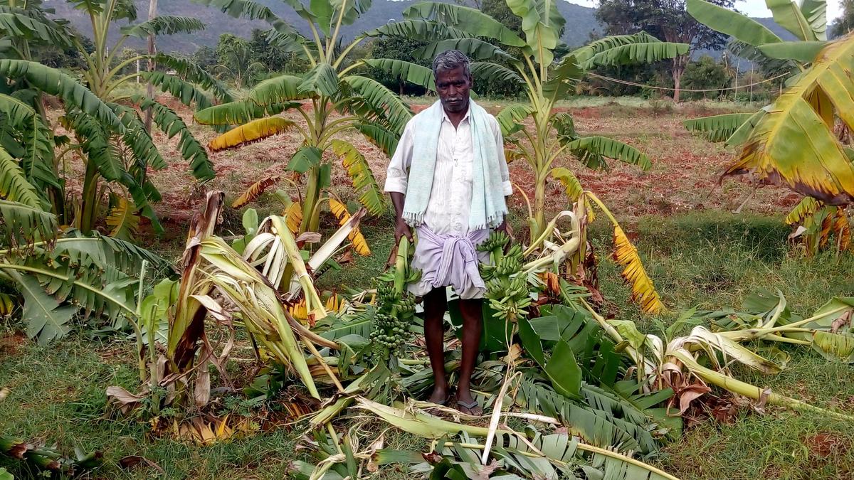 Wildlife Attacks Inflict Heavy Crop Losses on Kerala Farmers