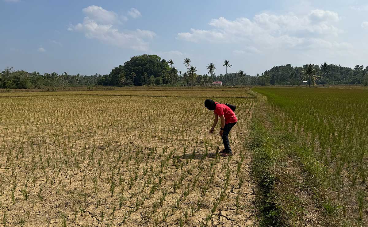 Extended drought devastates rice farms across Visayas region